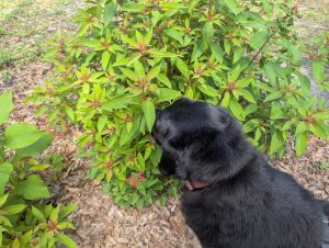 A black lab's face is hidden in a bush as he smells.